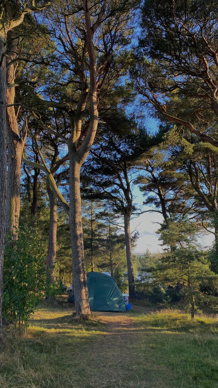 Tranquil camping scene amid tall trees and greenery in Scotland's countryside.